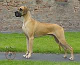 Great Dane